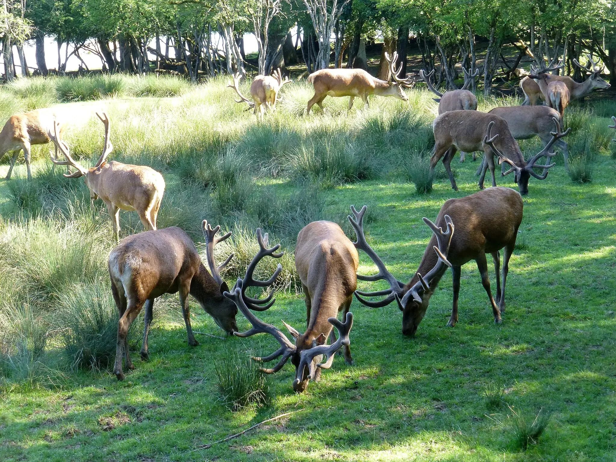 Cerf au parc animalier de Sainte-Croix