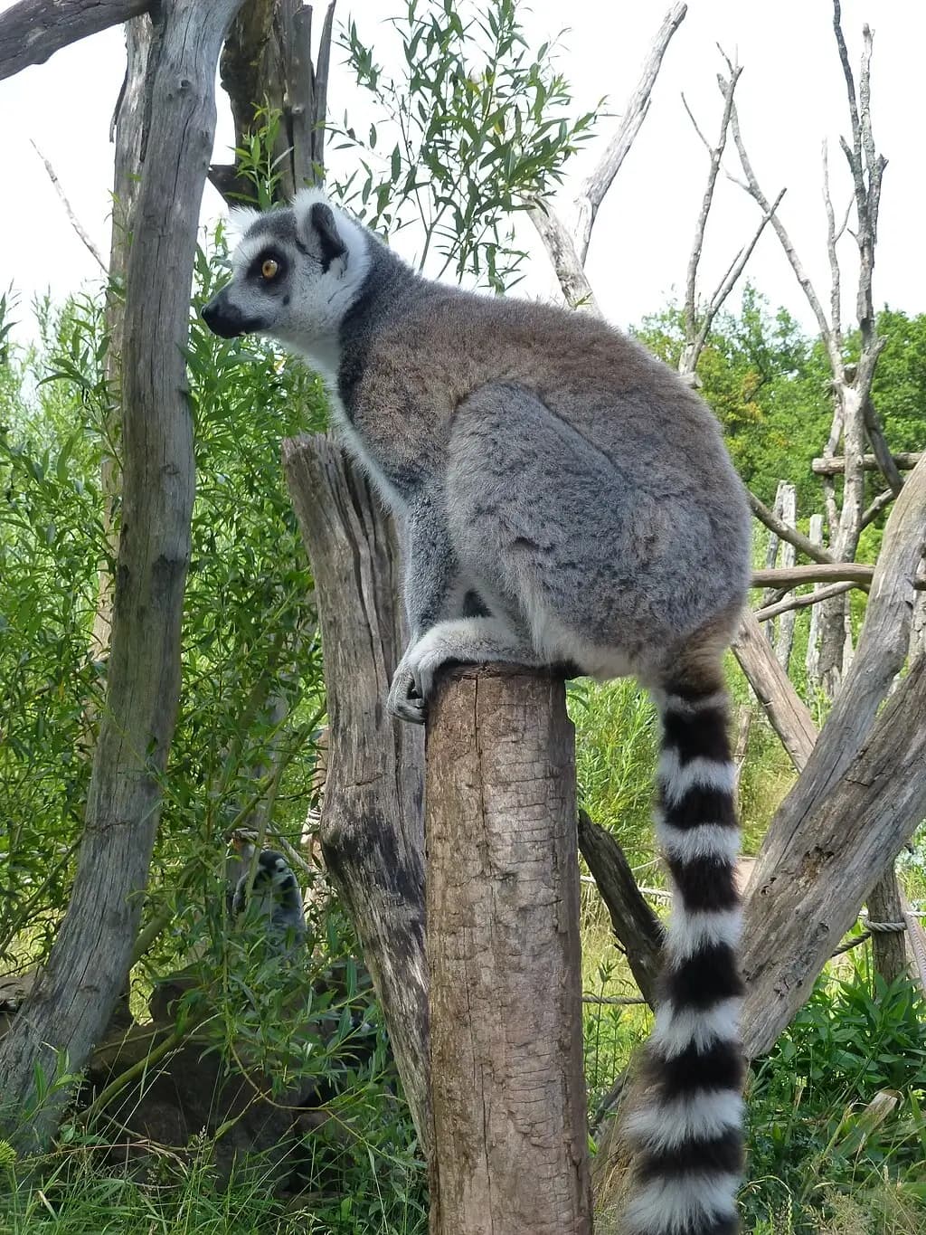 Maki catta au parc de Sainte-Croix