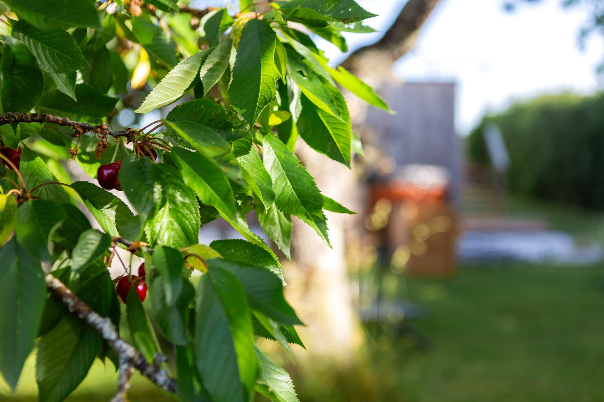 Verger de cerises au cœur de la nature à Lorquin